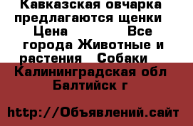 Кавказская овчарка -предлагаются щенки › Цена ­ 20 000 - Все города Животные и растения » Собаки   . Калининградская обл.,Балтийск г.